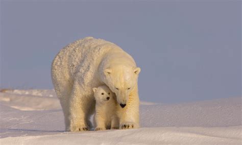 Imperiled polar bears face new threat in Alaska’s Arctic National ...