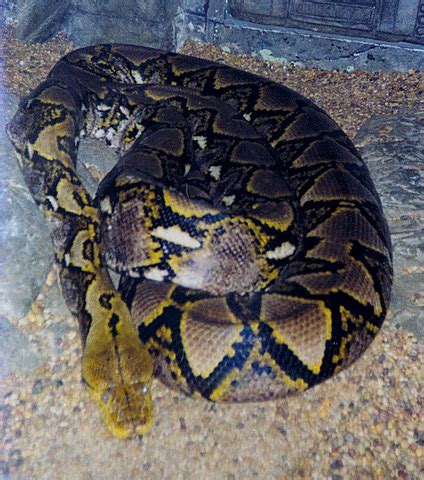 ADW: Python reticulatus: INFORMATION