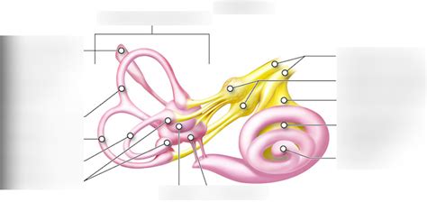 Macula and vestibule of the inner ear part 1 Diagram | Quizlet