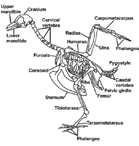 Pigeon Anatomy Images