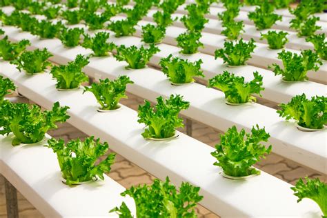 Overview of Commercial Hydroponic Systems