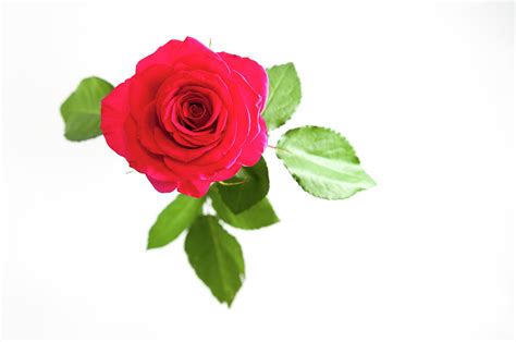 Red Rose White Background Photograph by Helen Northcott