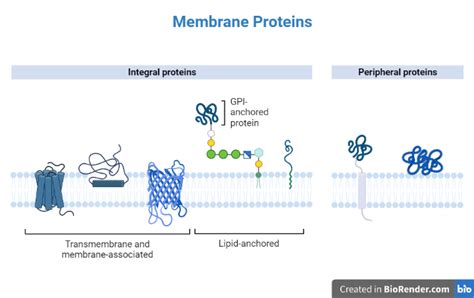 Membrane Proteins- Definition, Features, Structure, FunctionsMembrane ...