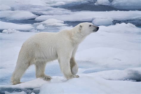 Polar Bears Animals | Amazing Facts & Latest Pictures | The Wildlife