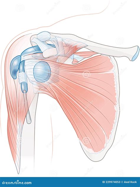 Shoulder Anatomy. Bursae and Muscles_2 Stock Illustration ...