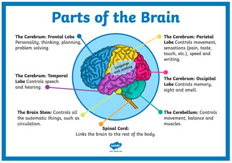 What is the Brain? For Kids | Information and Resources