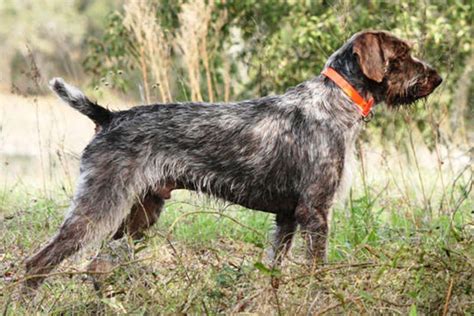 German Wirehaired Pointer Puppies for Sale from Reputable Dog Breeders