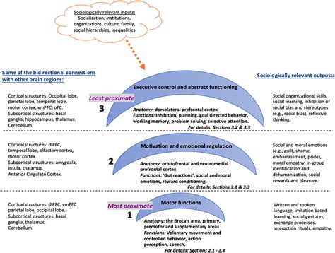 Prefrontal Cortex Function