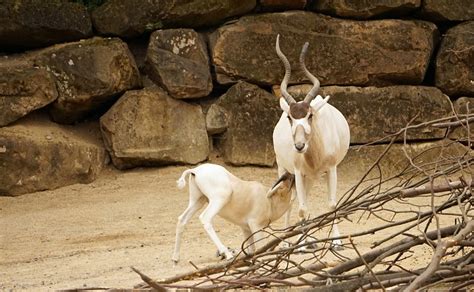 Top 50 Amazing Sahara Desert Animals - Owlcation