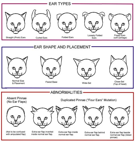 Cat Breed With Ears Folded Back | Care About Cats