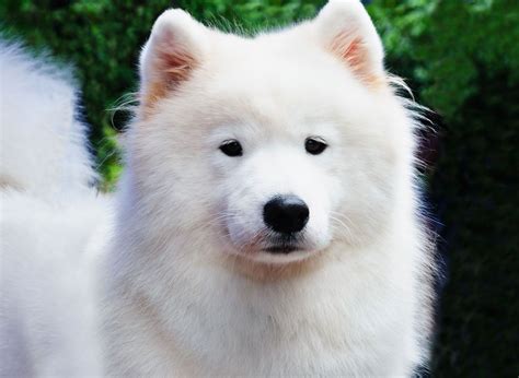 Giant Samoyed Puppies