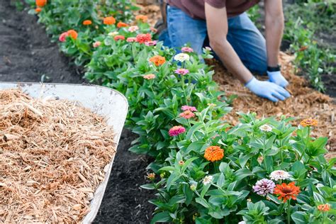 9 Ways to Avoid the Worst Mulch Mistakes in Your Garden