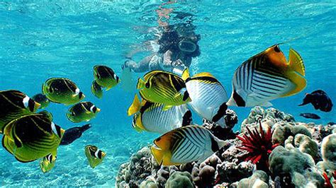 Guide to Snorkeling in Hawaii: Spots, Tours & Rentals | Hawaii.com