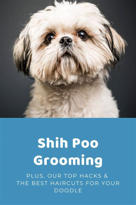 Top Shih Poo Haircuts (With Pictures!) & DIY Grooming Tips - Doodle Doods