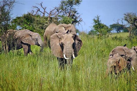 What Are The Characteristics Of A Tropical Savanna Type Of Climate ...