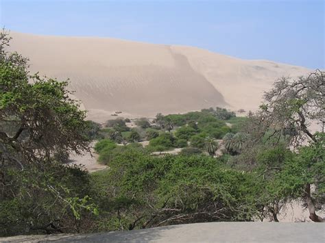 Free Photos: Desert peru oasis sand trees | Edo Janssen