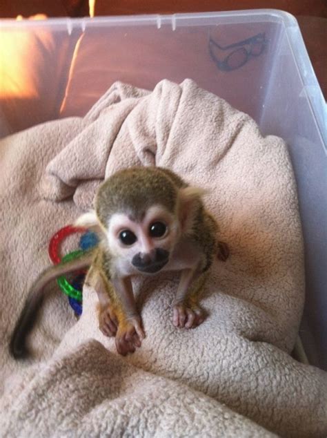 This is Bobo The Baby Spider Monkey. My family had a spider monkey when ...