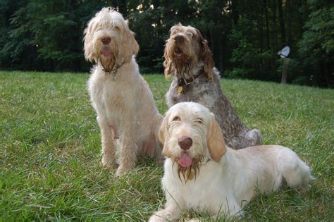 Spinone Italiano ~ Everything Best Dogs