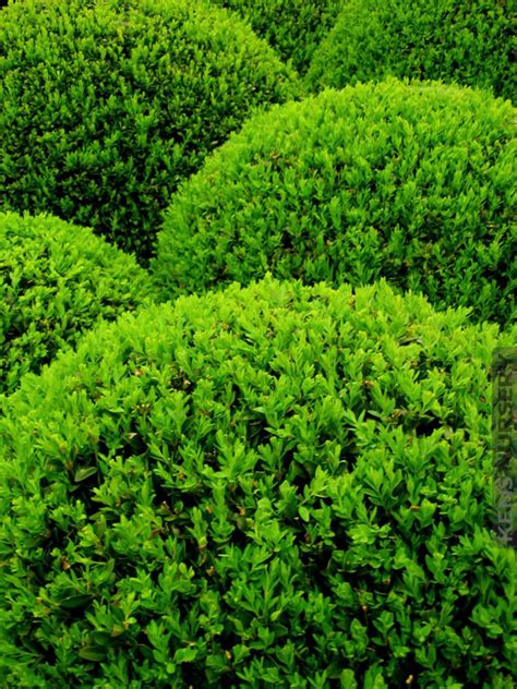 Best for Topiary, Japanese Boxwood Buxus – Kens-Nursery