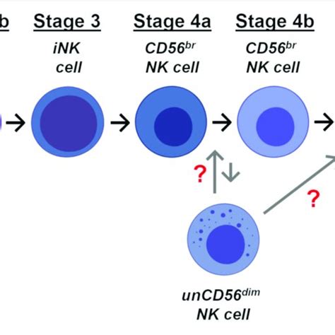 | Stages of NK cell ontogenesis. Schematic representation of the ...