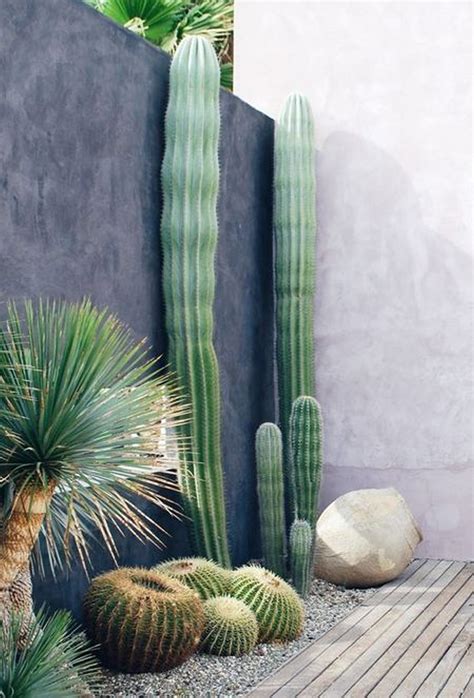 Atrévete con los cactus, 15 inspiradoras decoraciones para patios y ...