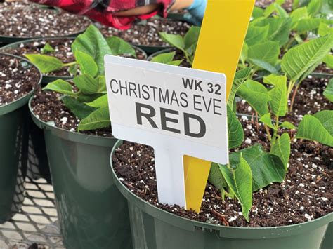 Optimized sticking - Greenhouse Management