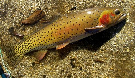 Cutthroat Trout : Photos, Diagrams & Topos : SummitPost