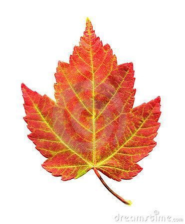 Maple Leaf