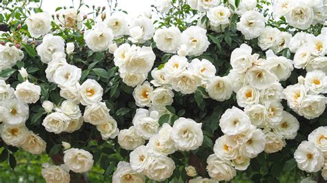 The Top 10 Climbing Roses You Should Plant Now