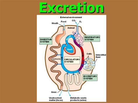 The types of wastes and the excretion process in the human | Science online