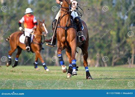 The Player and the Horse in the Polo Stock Image - Image of equine ...