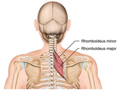 Rhomboid Muscle Pain | Prime Care Physiotherapy