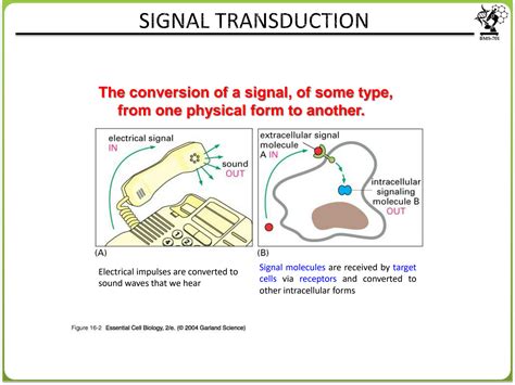 SOLUTION: Cell Signalling and its types - Studypool