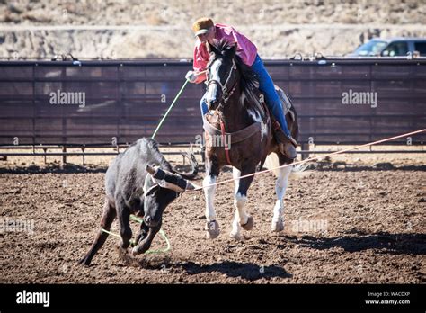 Cowboy roping cattle hi-res stock photography and images - Alamy