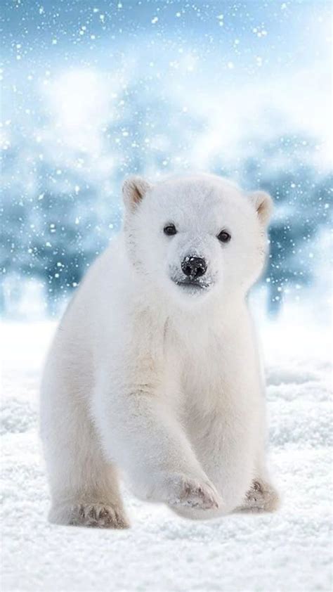 Cute Polar Bear Wallpapers - Top Free Cute Polar Bear Backgrounds ...