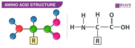 Amino Acid Structure - Definition, Structure, Basicity of Amino Acid ...