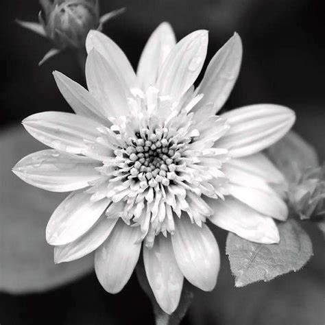 Black and White Flower Photography, Fine Art Photography Flower Print ...