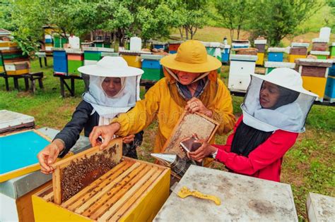 Business Partners with an Experienced Senior Beekeeper Checking the ...