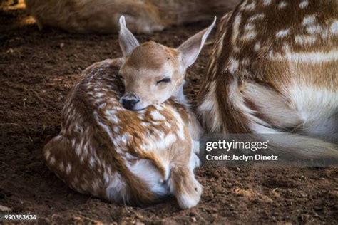 Baby Mule Photos and Premium High Res Pictures - Getty Images