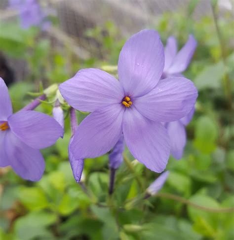 Phlox stolonifera 'Sherwood Purple' (creeping phlox)