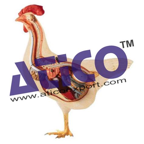 Hen Anatomy Model Prices, Manufacturers and Supplier In India