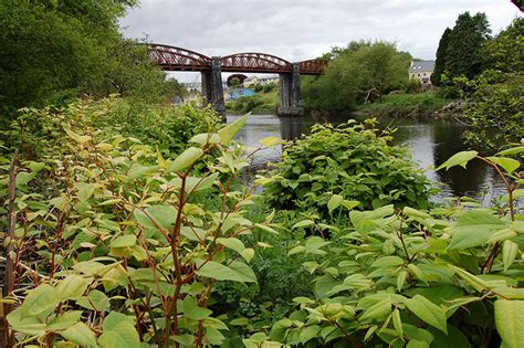 Invasive Species – The Japanese Knotweed Company