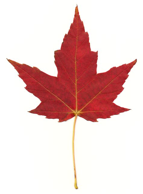 Free photo: Red Maple Leaf - Autumn, Resource, Simple - Free Download ...