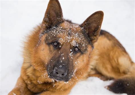 German Shepherd Dog Snow - Free photo on Pixabay - Pixabay