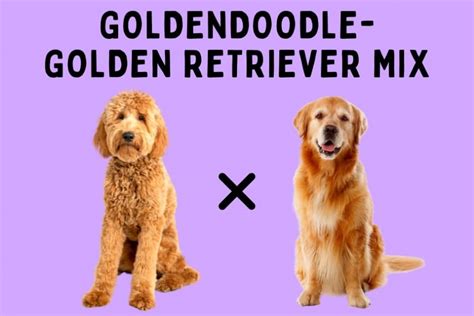 Goldendoodle Golden Retriever Mix: Ultimate Breed Guide