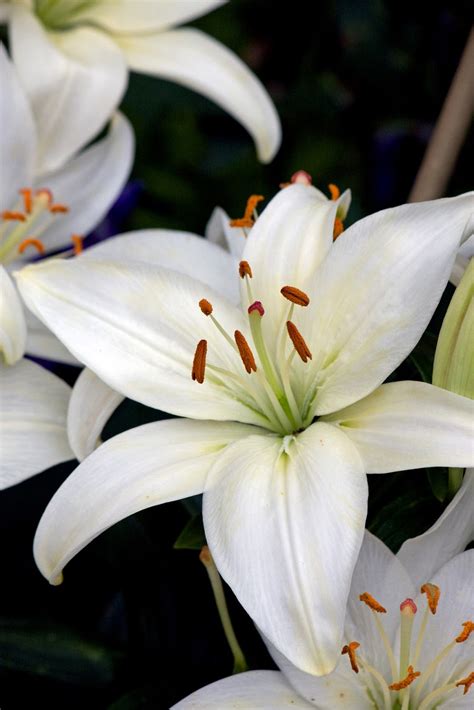 Creative Ideas: Lilies The Beautiful