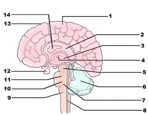 Anatomy Of Brain Quiz - Anatomy Book