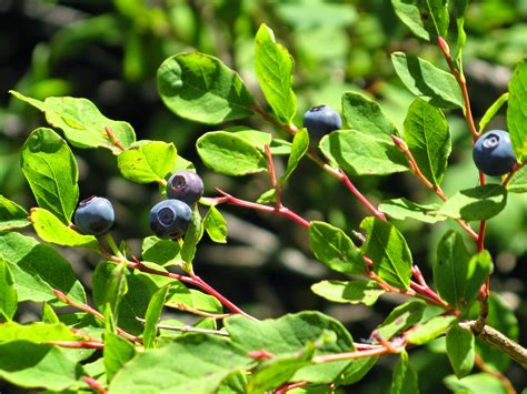 Powell River Books Blog: Coastal BC Plants: Black Huckleberry