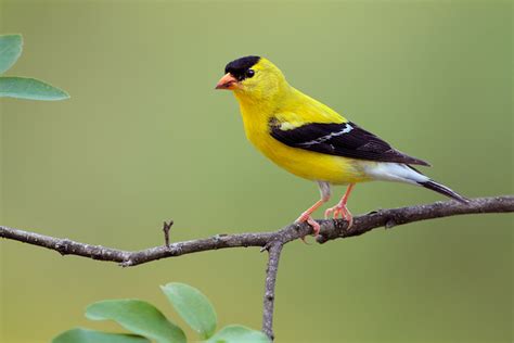 American Goldfinch Facts, Habitat, Diet, Life Cycle, Pictures