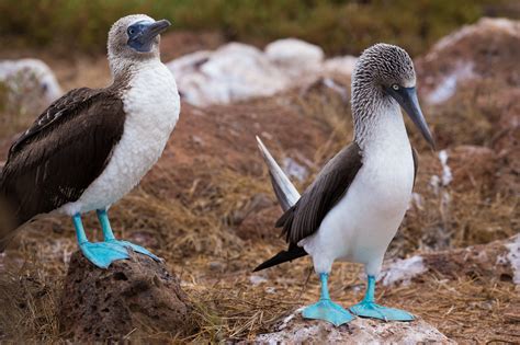 Galapagos Island Animals - Adventure Adikt